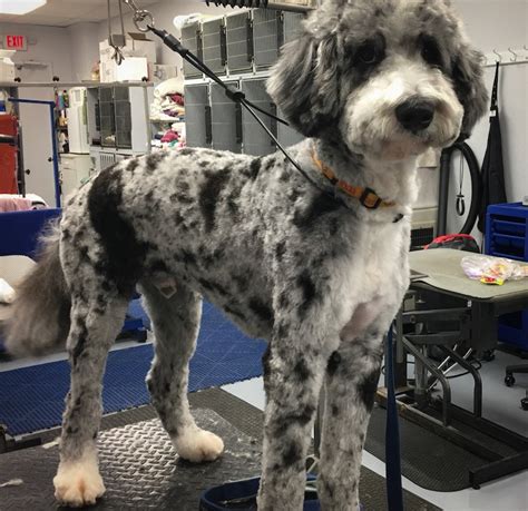 Bernese Mountain Dog Poodle Mix - Wags To Riches Dog Grooming