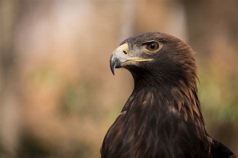 National Audubon Society Sues California County To Improve Bird Protections In Controversial