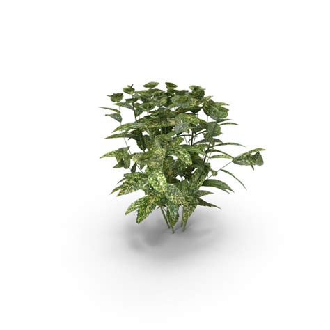 Japanese Laurel Plants Aucuba Png Images And Psds For Download