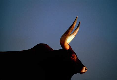 Wild Cow Photograph By Peter Menzelscience Photo Library Pixels