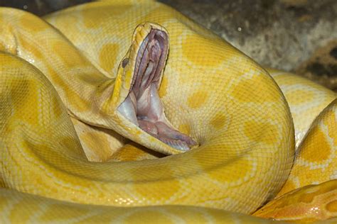 Snake Open Mouth Stock Photos Pictures And Royalty Free Images Istock