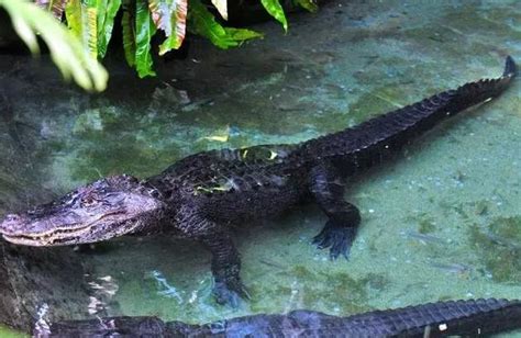 動物園鱷魚年事過高去世，獸醫在其肚中發現300多枚硬幣 每日頭條