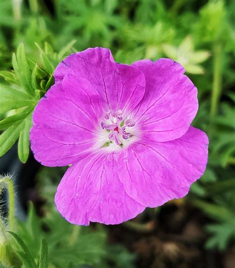 Geranium Sanguineum New Hampshire New Hampshire Cranesbill Geranium