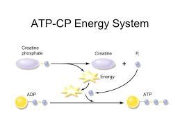 First Gear: The Anaerobic Alactic Energy System | Climb Strong