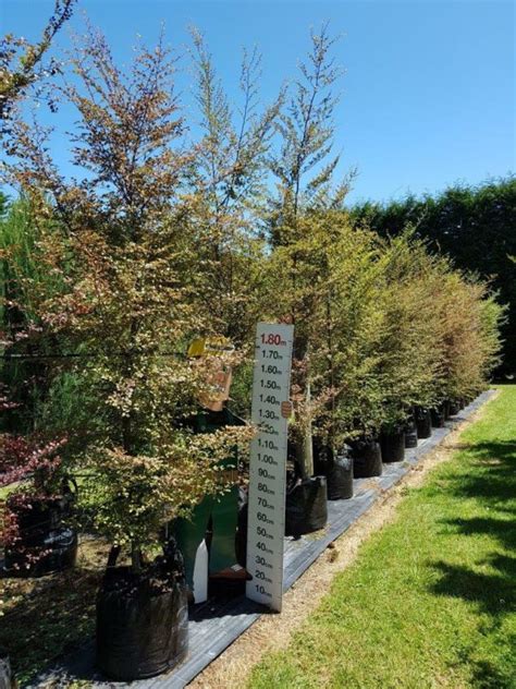 Nothofagus Fusca Nz Native Red Beech Easy Big Trees Nz