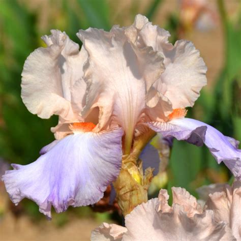 Iris Celebration Song Vente En Ligne