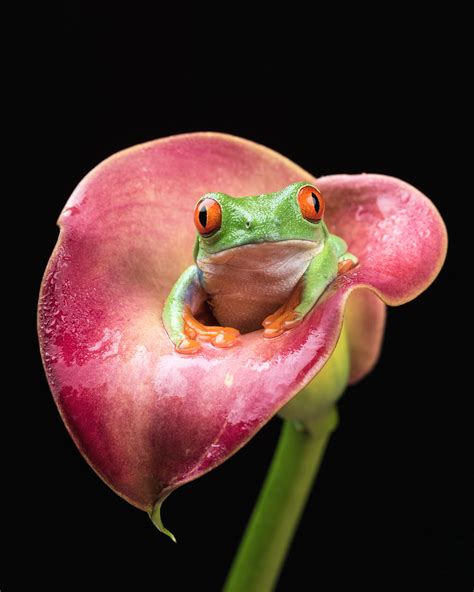 Pink Tree Frog