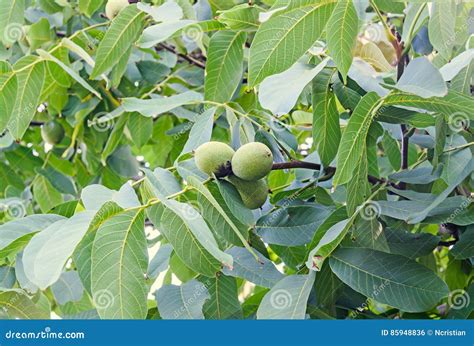 Dichte Omhooggaand Van De Okkernootboom Met Groene Vruchten Juglans Regiaboom Stock Foto