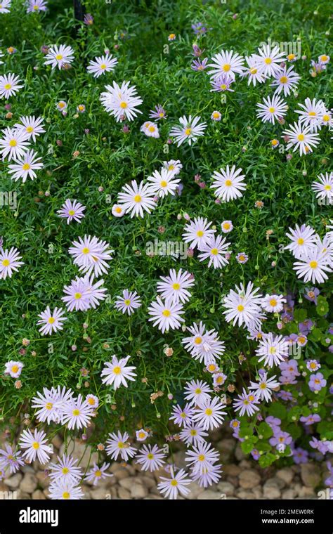 Brachyscome Metallic Blue Stock Photo Alamy