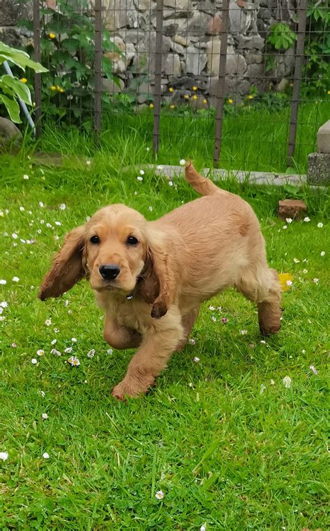 Golden cocker spaniel puppies - Dogs For Sale Ireland