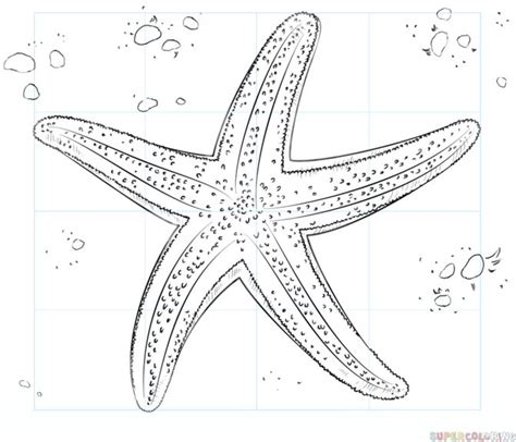 How to draw a starfish | Step by step Drawing tutorials | Starfish