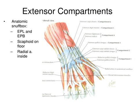 Ppt Joints Of Upper Limb Powerpoint Presentation Free Download Id