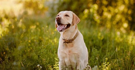 Are Labradors Prone To Bloat