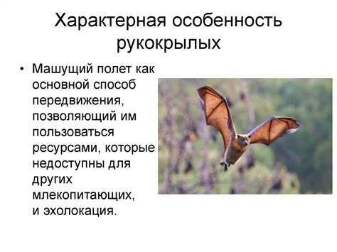 Рукокрылые - online presentation