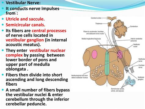 Vestibular Nerve Cells