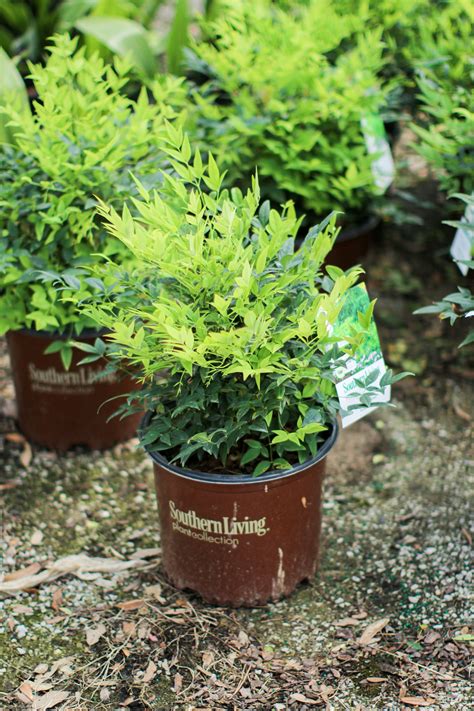 Green Valley Farms Nandina Lemon Lime