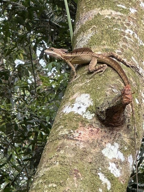 Common Basilisk from Buenos Aires, Puntarenas, CR on March 22, 2024 at ...