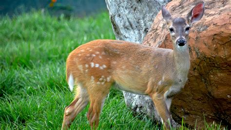 Venado Cola Blanca – Mamífero Nacional de Honduras – RedHonduras.com ...