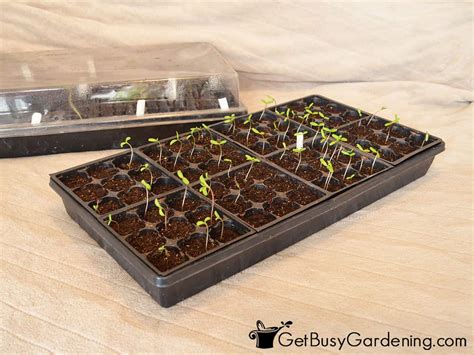 When To Start Planting Your Seeds Indoors Get Busy Gardening