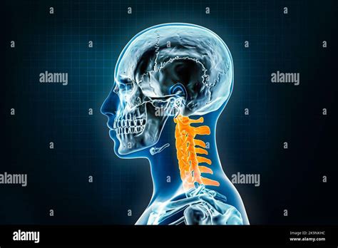 Vista lateral o de perfil de las vértebras cervicales Osteología del