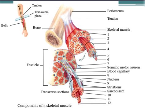 Lab Muscle Fiber Diagram Quizlet