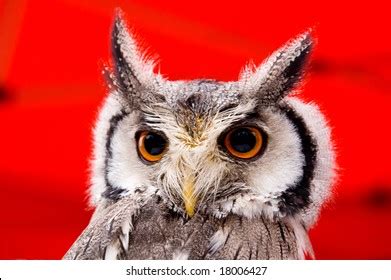 Portrait Wise Owl Magic Yellow Eyes Stock Photo 18006427 Shutterstock