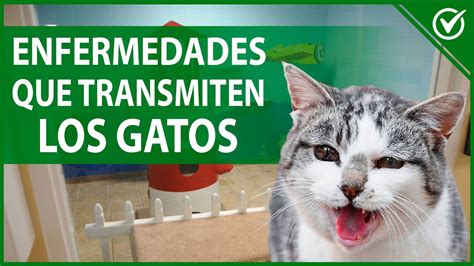 Enfermedades Que Transmiten Los Gatos A Los Humanos Youtube