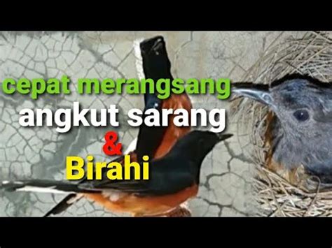 Terapi Merangsang Murai Betina Cepat Angkut Sarang Dan Birahi YouTube