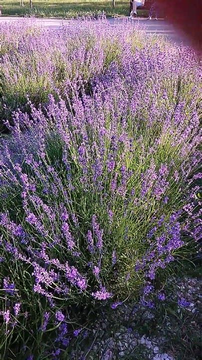 🌼 Горная ЛАВАНДА растет в городском парке 🏞 Этот цветок хорошо пахнет ...