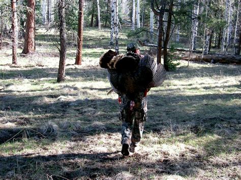 6merriam Turkey Wolf Creek Outfitters Wco Cattle