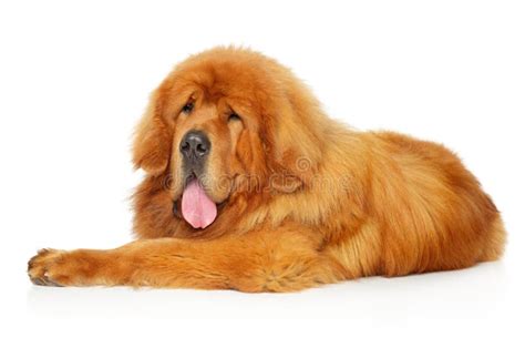 white tibetan mastiff stock    royalty