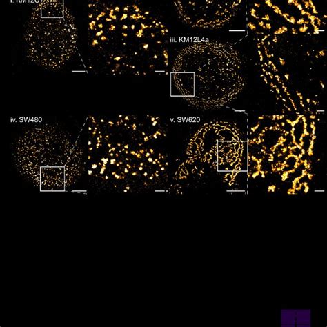 Visualization And Quantification Of Clathrin Topology At The Ventral