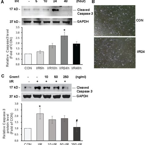 Grem1 Inhibited Ir Induced Apoptosis In Hkcs Hkcs Were Cultured Under