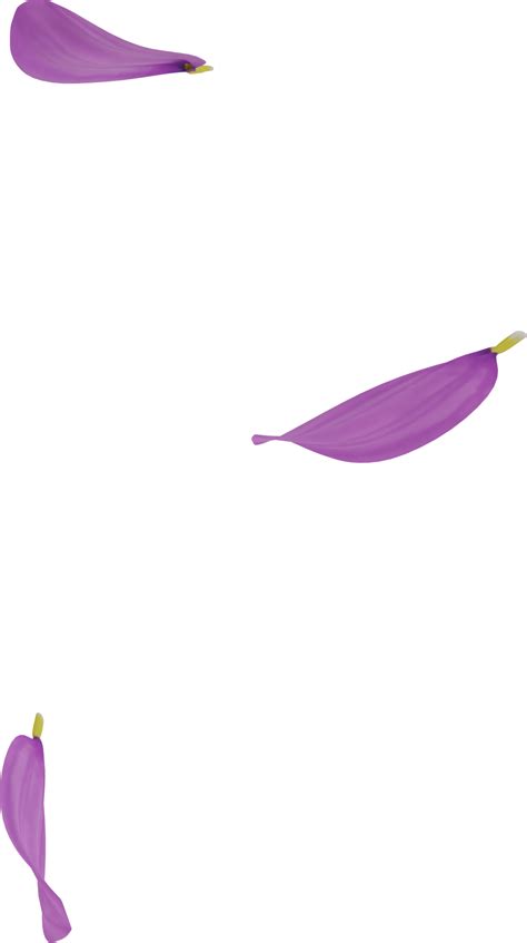 Falling Daisy Petals 46791566 Png