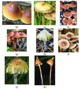 Different Types Of Magic Mushrooms Everything You Need To Know