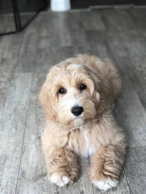 Australian Labradoodle Puppy Australian Labradoodle Puppies Mini