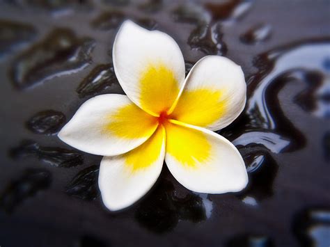 Black Plumeria Photograph By Joe Carini