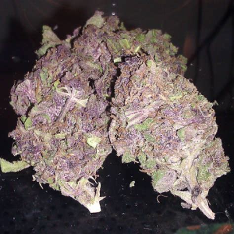 Purple Kush Strain - Growing Tips and Medical Effects | Marijuana Guides