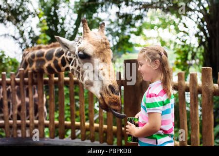 Family feeding giraffe in zoo. Children feed giraffes in tropical ...