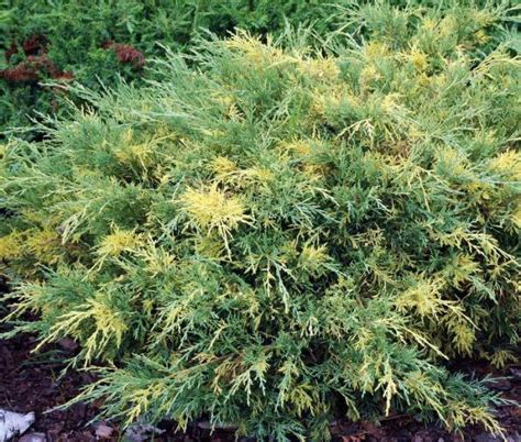 Juniperus Phitzeriana Blue And Gold Polegla Kleka