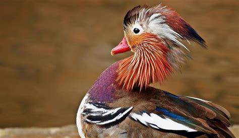 Free Images Wing Animal Wildlife Wild Red Beak Colourful Color