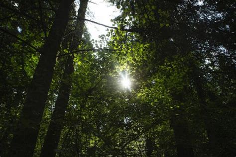 La Gruyère Disparu Un Homme Est Retrouvé En Forêt De Bouleyres