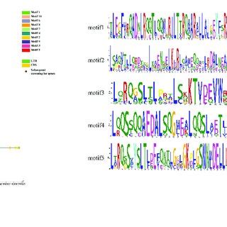 Gene Structure Motif Distribution And Conserved Domains Of The Bzip