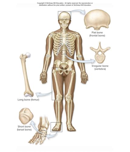 Skeletal System Flashcards Quizlet