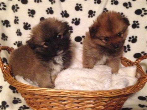 Pomeranian Pekingese Mix Puppies For Sale In Stockton California Classified