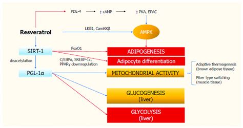 Molecular Mechanisms Of Resveratrol Action Resveratrol Stimulates