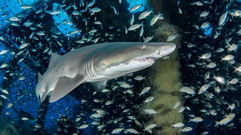 Sand Tiger Sharks Use Shipwrecks For Homes In North Carolinas