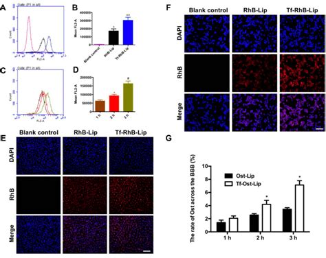 Cellular Uptake And Distribution After Incubation With Varying Download Scientific Diagram