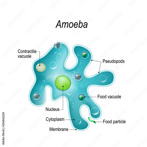 Structure Of An Amoeba Proteus Stock Vector Adobe Stock