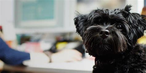 About Us | Purina